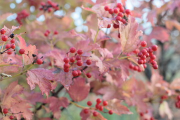 red berries of viburnum