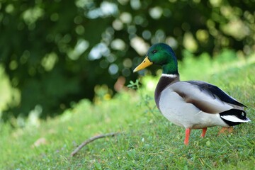 Duck standing in the grass on thee green hill enjoy autumn day