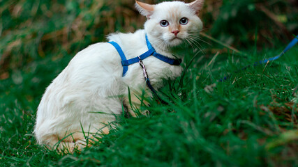 white cat on green grass