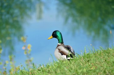 Duck standing in the grass by the green lake in autumn