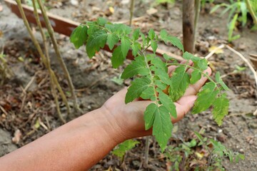 Woman taking care of tomato plant in the garden. 