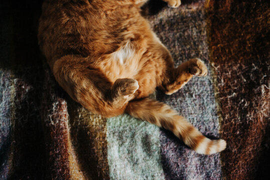cat's tail