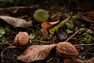reife Walnüsse im Herbst