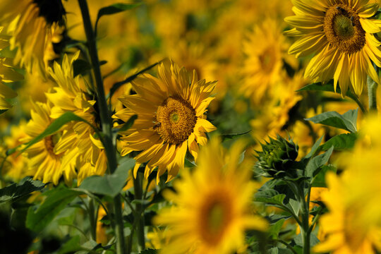 A selective focus shot of a sunflower with a bee in a sunflower field in the sunlight - Stockphoto