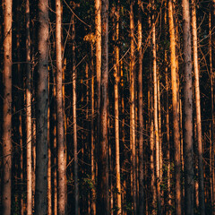 beautiful set of eucalyptus with an amazing sunset hitting the trees
