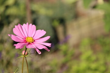 Cosmos bipinnatus in pink color flower head in a garden