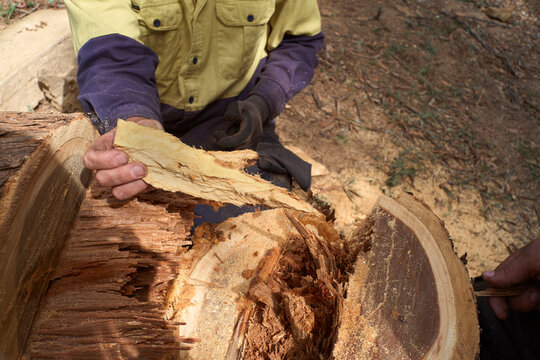 Arborist looking at trees cambium layer