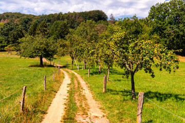 Fototapeta na wymiar Field path with several old gnarled apple trees
