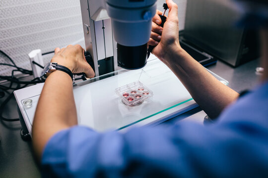 IVF Biologist Analyzing Fluids