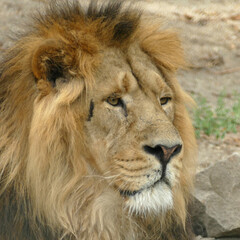 Fototapeta na wymiar Male lion head - close up portrait