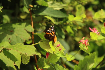 canna lily in orange color with white brick backgroundcanna 