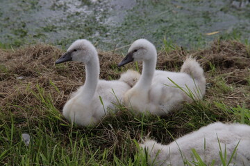 White fluffy chicks of a swan on the waterside of a ditch in Zevenhuizen