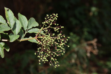 Elderberry still in green color on a plant