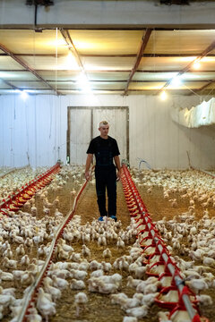Farm worker inspecting poultry at industrial farm