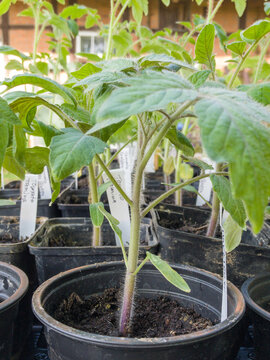 Tomato seedlings