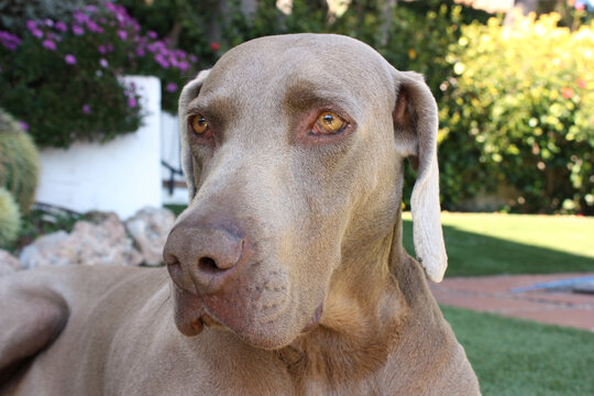 Weimaraner lying in a park and looking away.