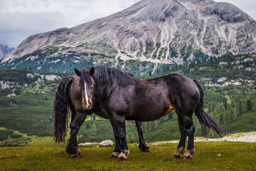 Mountain Horses