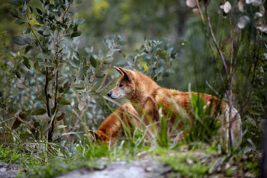 Australian Dingo