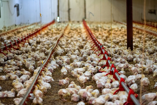 Poultry being raised for food at industrial farm