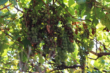 grape tree with fruits