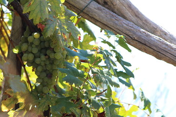 grapes on the vine