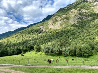 Mountain landscape in nature in the open air depicting clouds, conifers and meadows