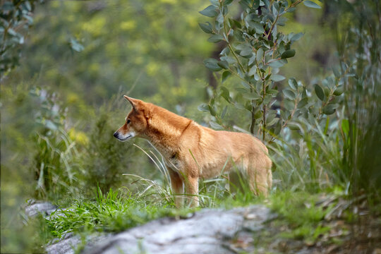 Australian Dingo