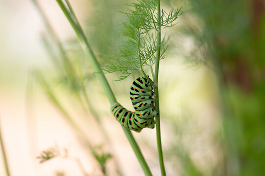 Common yellow swallowtail caterpiller climbing on dill
