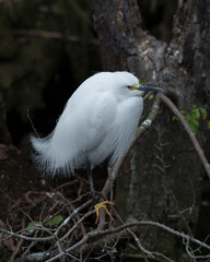 Snowy Egret Bird Photo.  Snowy Egret bird close-up profile view perched with white feather wings. Blur background.  Picture. Portrait. Image. Photo.