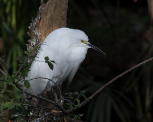 Snowy Egret Photo Stock.  Close-up profile view perched on a branch with  fluffy wings  displaying its white feathers plumage, beak, land in its environment and surrounding. Picture. Portrait. Image.