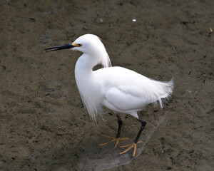 Snowy Egret Stock Photos.   Close up profile view in the water displaying beautiful white feathers plumage, black beak, yellow feet in its environment and habitat. Image. Picture. Portrait.