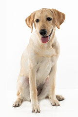 young dog labrador seated on white background