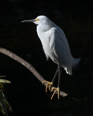 Snowy Egret Stock Photos.  Close-up profile view perched displaying white feathers, head, beak, black legs, eye in its environment and habitat with a black contrast background. Image. Portrait. Photo.