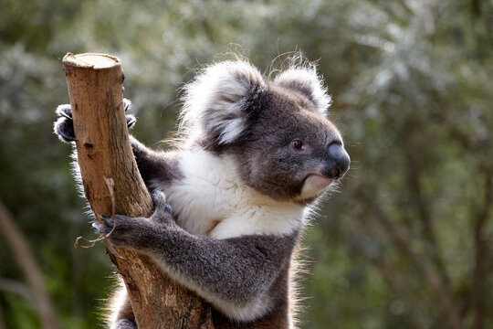 Portrait De Koala Avec L'écharpe Et Les Bouche-oreilles Illustration Stock  - Illustration du saison, décoratif: 84300611