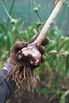 Hand holding garlic bulb
