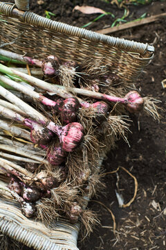 Organic purple garlic