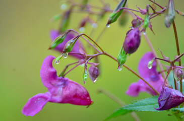 Kwiaty polne © zibi