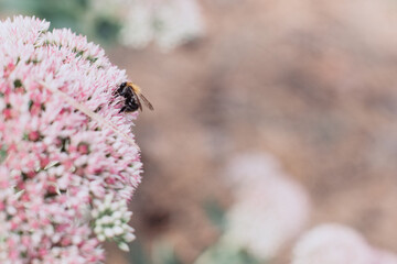 bee on a pink flower