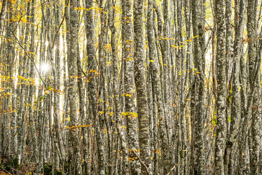 Tree trunks and sunshine