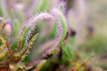 Obraz premium Macro of bryum moss Pohlia nutans with dew drops on forest floor over dark green background