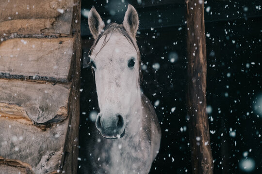 A beautiful horse is looking out at the falling snow