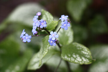Small blue flowers of a brunnera macrophylla of a grade Jack Frost soar over big leaves with the beautiful drawing.