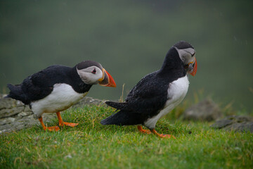 atlantic puffin or common puffin