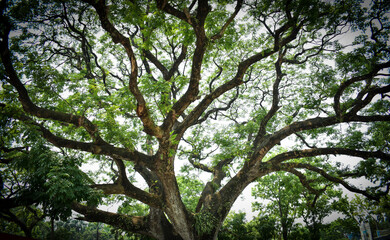trees in the forest, a very Big and Old tree 