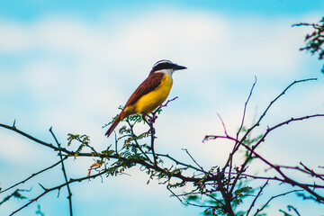 bird