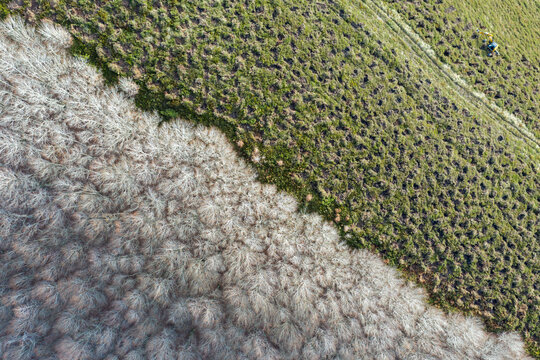 Aerial view of reforestation and forest