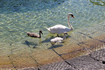 Famille de cygnes sur le lac de Neuchâtel 1