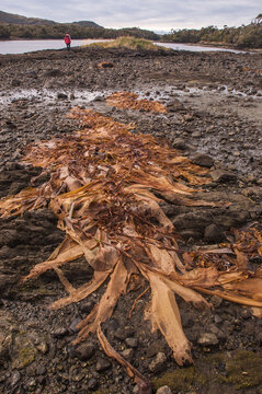 Huge leaves of kelp ly on a beach