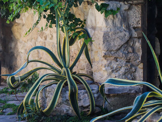 zielony kaktus roślina  © Piotr