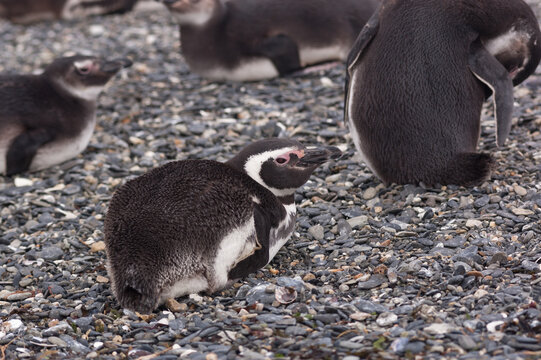 Magellanic penguins in patagonia